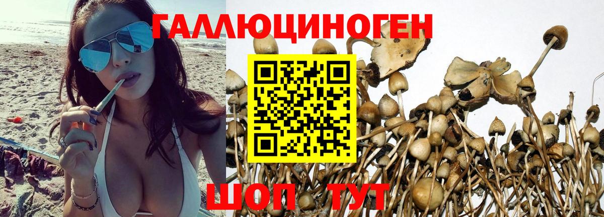 Галлюциногенные грибы прущие грибы Сланцы
